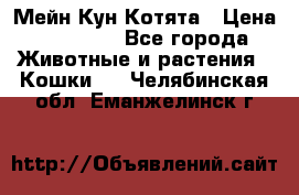 Мейн Кун Котята › Цена ­ 15 000 - Все города Животные и растения » Кошки   . Челябинская обл.,Еманжелинск г.